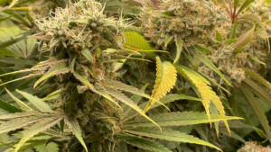 CBD Cannabis in bluete